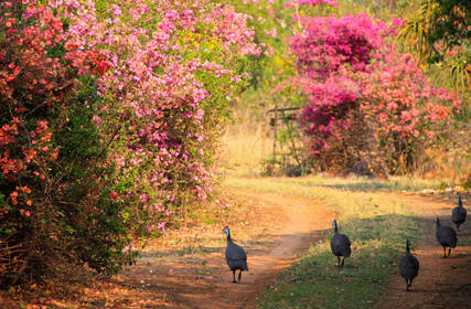 Slider_south_africa-guinea-fowl